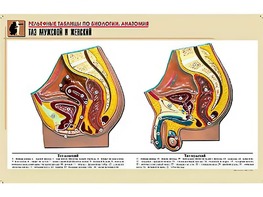 Рельефная таблица "Таз мужской и женский" (формат А1, матовое ламинирование) - fgospostavki.ru - Махачкала