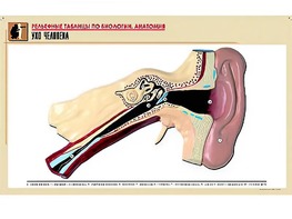 Рельефная таблица "Ухо человека" (формат А1, матовое ламинирование) - fgospostavki.ru - Махачкала