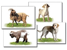 Набор карточек "Домашние животные" (раздаточные) - fgospostavki.ru - Махачкала