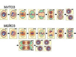 Модель-аппликация "Деление клетки. Митоз и мейоз" (ламинированная) - fgospostavki.ru - Махачкала