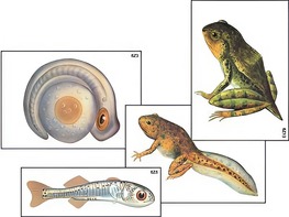 Модель-аппликация "Развитие костной рыбы и лягушки" (ламинированная) - fgospostavki.ru - Махачкала