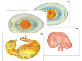Модель-аппликация "Развитие птицы и млекопитающего (человека)" (ламинированная) - fgospostavki.ru - Махачкала