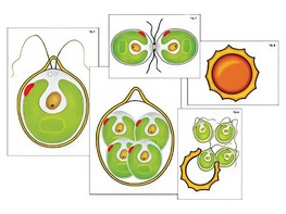 Модель-аппликация "Размножение одноклеточной водоросли" (ламинированная) - fgospostavki.ru - Махачкала