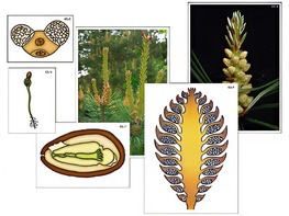 Модель-аппликация "Размножение сосны" (ламинированная) - fgospostavki.ru - Махачкала
