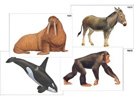 Модель-аппликация "Разнообразие высших хордовых 2. Млекопитающие" (ламинированная) - fgospostavki.ru - Махачкала