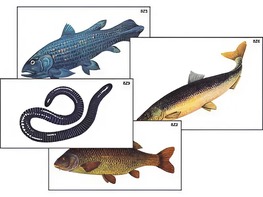 Модель-аппликация "Разнообразие низших и высших хордовых" (ламинированная) - fgospostavki.ru - Махачкала