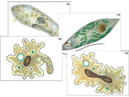 Модель-аппликация "Строение и разнообразие простейших" (ламинированная) - fgospostavki.ru - Махачкала
