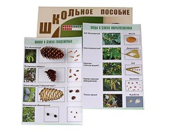 Коллекция "Шишки, плоды, семена деревьев и кустарников" - fgospostavki.ru - Махачкала