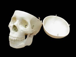 Модель "Череп человека" - fgospostavki.ru - Махачкала