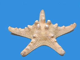 Сухой препарат "Звезда морская" - fgospostavki.ru - Махачкала