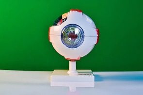 Модель глаза - fgospostavki.ru - Махачкала