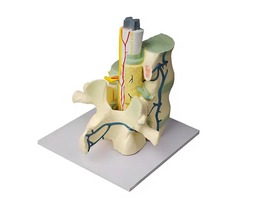 Модель части позвоночника человека - fgospostavki.ru - Махачкала