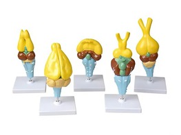 Комплект моделей строения мозга позвоночных - fgospostavki.ru - Махачкала