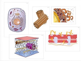 Модель-аппликация "Строение клетки" (ламинированная) - fgospostavki.ru - Махачкала