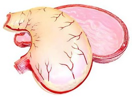 Модель желудка в разрезе - fgospostavki.ru - Махачкала