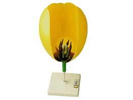 Модель цветка тюльпана - fgospostavki.ru - Махачкала