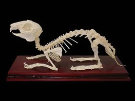 Скелет кролика - fgospostavki.ru - Махачкала