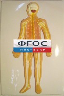 Модель барельефная "Нервная система человека" - fgospostavki.ru - Махачкала