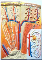 Модель барельефная "Почка" (макро-микростроение) - fgospostavki.ru - Махачкала