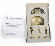 Модель-аппликация "Типы соединения костей" (набор из 7 карт) - fgospostavki.ru - Махачкала