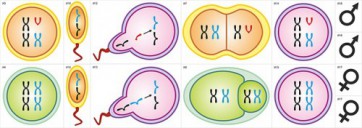 Модель-аппликация Гаметогенез у человека и млекопитающих - fgospostavki.ru - Махачкала