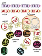Модель-аппликация Биосинтез белка - fgospostavki.ru - Махачкала