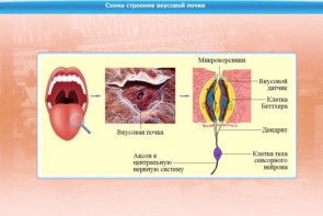 Интерактивные курсы. Биология 10 класс. Базовый. - fgospostavki.ru - Махачкала