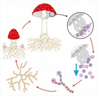 Модель-аппликация Размножение шляпочного гриба - fgospostavki.ru - Махачкала