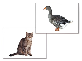 Дидактическое пособие "Домашние животные" (24 карточки) - fgospostavki.ru - Махачкала