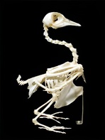 Скелет голубя - fgospostavki.ru - Махачкала