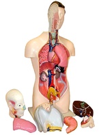 Торс человека разборный (42 см.) - fgospostavki.ru - Махачкала