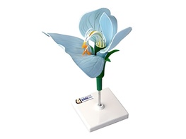 Модель цветка гороха - fgospostavki.ru - Махачкала