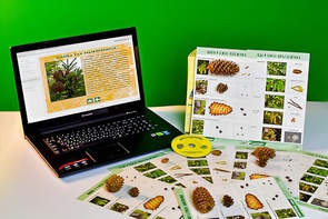 Коллекция натурально-интерактивная "Шишки, плоды, семена деревьев и кустарников" - fgospostavki.ru - Махачкала