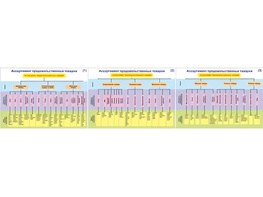 Плакаты ПРОФТЕХ "Ассортимент продовольственных товаров" (3 пл, винил, 70х100) - fgospostavki.ru - Махачкала