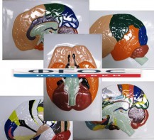 Модель барельефная "Доли, извилины, цитоархитектонические поля головного мозга" (5 планшетов) - fgospostavki.ru - Махачкала