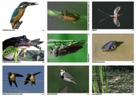 Комплект таблиц Природные зоны России. Сообщества (комплект 18 таблиц) - fgospostavki.ru - Махачкала