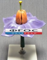 Модель "Цветок картофеля" - fgospostavki.ru - Махачкала