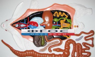 Модель барельефная "Внутреннее строение кролика" - fgospostavki.ru - Махачкала