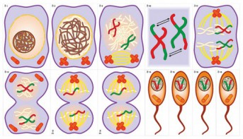 Модель-аппликация Деление клетки. Митоз и мейоз - fgospostavki.ru - Махачкала