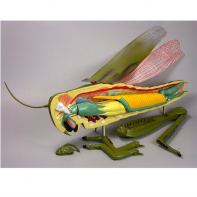 Модель "Кузнечик" - fgospostavki.ru - Махачкала