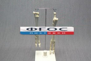 Скелет конечности овцы (передняя и задняя) на подставке - fgospostavki.ru - Махачкала