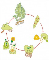 Модель-аппликация Размножение папоротника - fgospostavki.ru - Махачкала