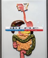 Модель барельефная "Пищеварительный тракт" - fgospostavki.ru - Махачкала