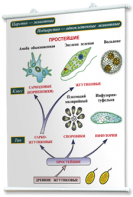 Плакаты по биологии для оформления кабинета. - fgospostavki.ru - Махачкала