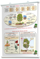 Плакаты по природоведению 2-3 классы. Для оформления кабинета. - fgospostavki.ru - Махачкала