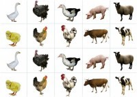 Комплект карточек "Запоминай, играй, считай" - Домашние животные - fgospostavki.ru - Махачкала