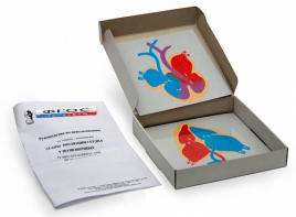 Модель-аппликация "Этапы эволюции сердца у позвоночных" (набор из 4 карт) - fgospostavki.ru - Махачкала