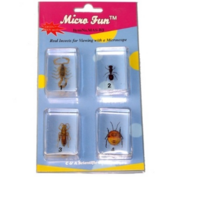 Набор микропрепаратов для стереомикроскопа №14 «Насекомые» - fgospostavki.ru - Махачкала