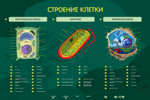 Электрифицированный стенд "Строение клетки" с маркерными полями - fgospostavki.ru - Махачкала