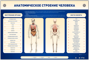 Электрифицированный стенд-тренажер c макетом скелета "Анатомическое строение человека" - fgospostavki.ru - Махачкала